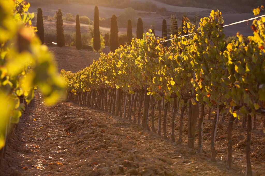 Vineyard in Italy in the sunset. Tuscany landscape sunset; vineyards; hills; fields and pasture