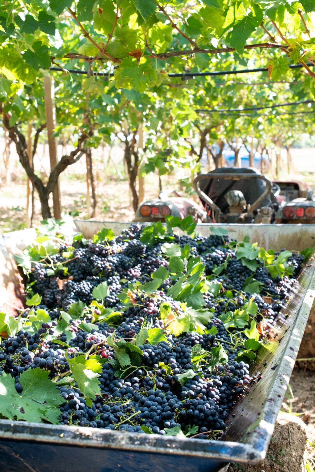 Tractor with trailer filled with red grapes for wine making. Concept for harvesting grapes in vineyard. Inside vineyards.