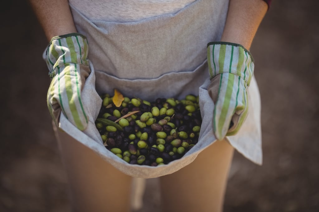 Mid section of woman collecting olives at farm