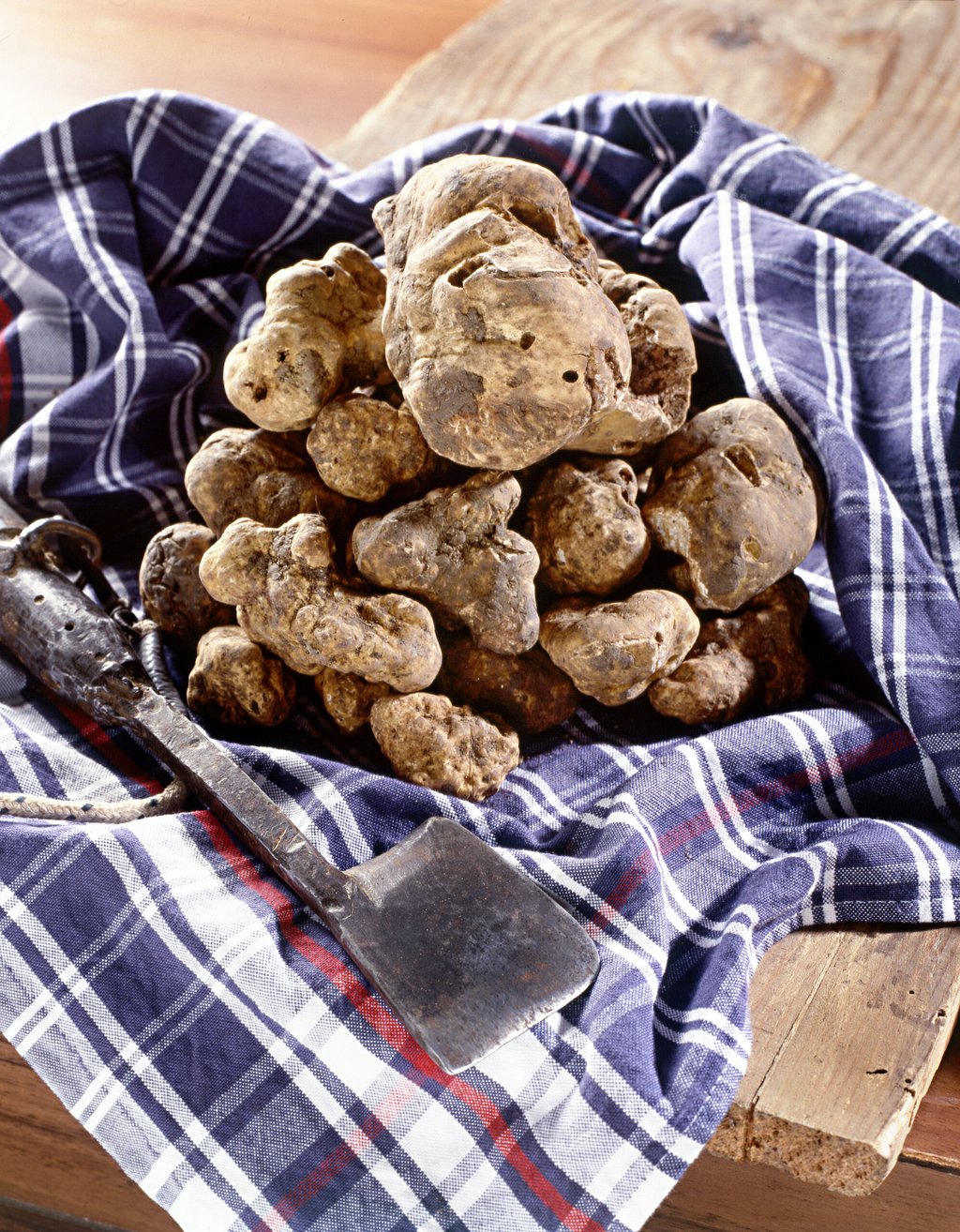 Pile of white Italian truffles 