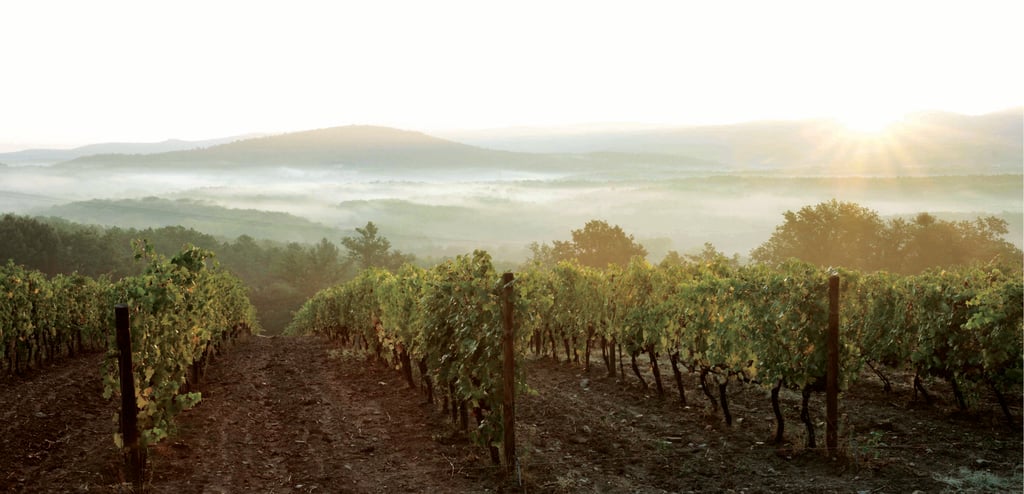 Fog rolling over grape vines and hills of Tuscany
