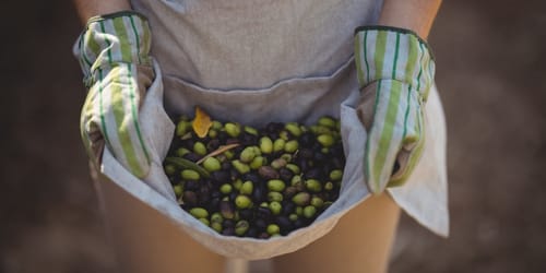 Mid section of woman collecting olives at farm