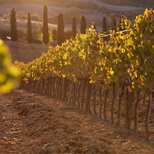 Vineyard in Italy in the sunset. Tuscany landscape sunset; vineyards; hills; fields and pasture