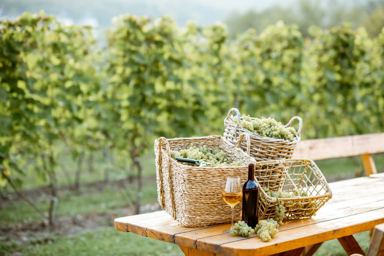 Wine on the table with baskets full of freshly picked up grapes on the vineyard